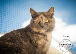 Adopt Ireland On With Images Cats Calico Cat Animals Friends