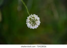 Image result for Scabiosa drakensbergensis