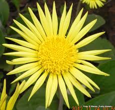 Image result for Haplocarpha