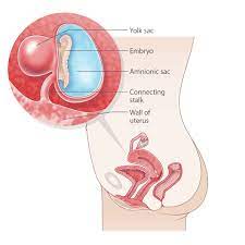 Bible says babies are living proof of the preciousness of life and the any expectant mother has to wait 9 months to see the face of their child. 5 Weeks Pregnant Raising Children Network