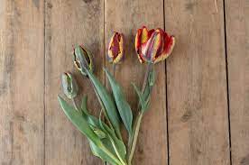 We did not find results for: Rasta Parrot Tulip Bulb Johnny S Selected Seeds