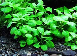 Lobelia Cardinalis Kardinal Bitkisi 5 6 Kokluk Bag Indirimli Fiyat