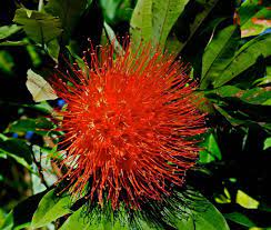 Check spelling or type a new query. Weekly Planter South American Beauty Has A Ball Of Flowers Miami Herald