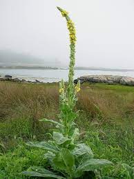 This Is The Mullein Plant It Has Many Many Health Benefits In The Leaf Flower Root It Can Be Prepared As A Medici Plants Wild Plants Plant Identification