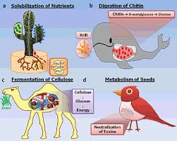 18614156 itt a videóletöltés ideje! The Human Microbiome The Origin Springerlink