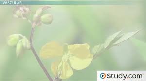 All flowers, raised from seed, are usually known as annuals, biennials, or perennials. Classification Of Vascular Nonvascular Monocot Dicot Plants Video Lesson Transcript Study Com