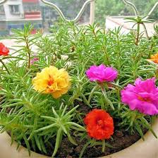Image result for Portulaca foliosa