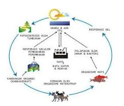 Siklus karbon pada mahluk hidup. Daur Biogeokimia Pengertian Macam Jenis Dan Contoh