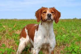 Epagneul Breton Chasse Club De L Epagneul Breton Du Quebec Golden Retriever Animals Retriever