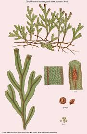 Image result for Polyphlebium borbonicum