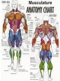 Buy Exercise Muscle Posters Online Fit Body Anatomy