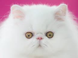 Then please submit it to us so we can make the clue database even better! How Humans Created Cats The Atlantic