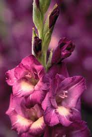 Growing Gladiolus Info From Mn Extension Office Gladiolus Flower Pictures Gladiolus Flower Gladiolus