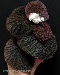 Pin On Plant Wishlist