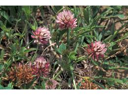 Image result for Trifolium isthmocarpum