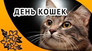 В россии, например, это 8 августа. Den Koshek V Rossii Organizacii I Konsulstva Prazdniki Kalendari Vyhodnye Spravochnaya Informaciya Anekdoty Yumor