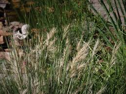 Image result for Aristida effusa