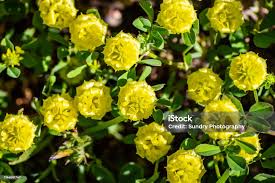 Image result for Trifolium campestre