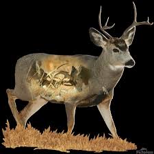 Mule Deer T Shirt Jason Henry