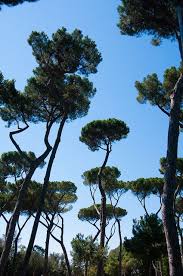 Pinus pinea, italian stone pine. Trees Of Rome Beautiful Tree Tree Rome