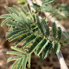 Image result for Acacia fleckii