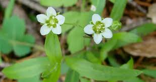 Image result for Caryophyllaceae