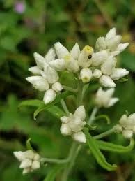 Image result for Fagopyrum snowdenii