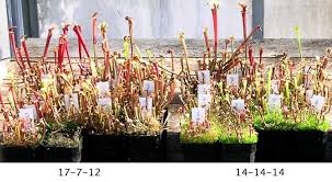 Let us take the guesswork out of fertilizing. Sarracenia Soil Fertilization Icps