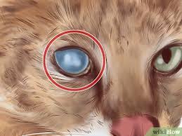 With antibiotic ointment they completely recovered and their eye returned to normal. How To Diagnose Feline Cataracts 12 Steps With Pictures