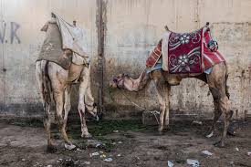 What would you like (do) tonight? At Egypt S Tourism Gems Animal Abuse Is An Ugly Flaw The New York Times