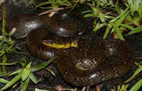 Image result for Nelsonia smithii
