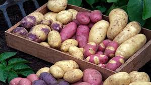 Feb 23, 2020 · harvest when the leaves of the plant turn yellow for small new potatoes. How To Grow Potatoes Rhs Gardening