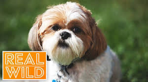 Super Smart Dog The Dog With An Iq Of 102 Real Wild Youtube Smart Dog Secret Life Of Dogs Dogs