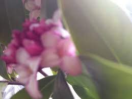 Floret από antonia's flowers είναι ένα λουλουδενιο άρωμα για γυναίκες. Kenzo The Black Narcissus