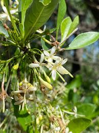 Image result for Pavetta gardeniifolia