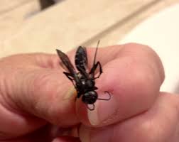 A Black Wasp Like Insect In My House 350714 Ask Extension