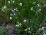 Image result for Pimpinella acutidentata