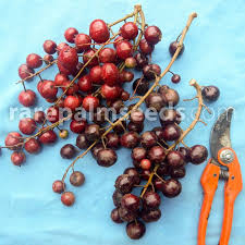 Image result for Lepisanthes