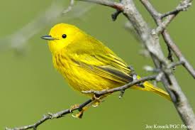 Birds Native To Pennsylvania Yellow Warbler Wild Birds Birds Backyard Birds