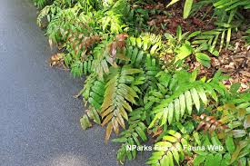 Image result for Stenochlaena