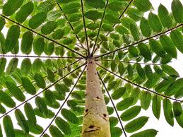 Image result for Cedrela