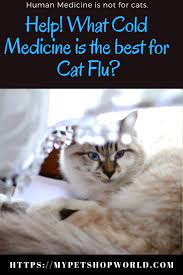 Homeopet nose relief, 15 ml. Help Cold Remedies For Cats With Flu Best Pet Supplies