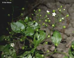 Image result for Samolus