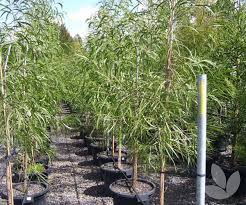 We did not find results for: Acacia Implexa Hickory Wattle Lightwood Trees Speciality Trees