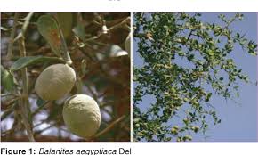 Image result for Balanites pedicellaris