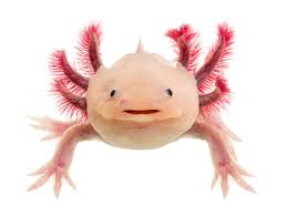 Axolotl Facts (Ambystoma mexicanum)