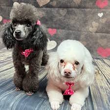 Soooo much cuteness today @bubblesnbows_ms!