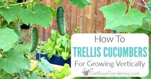 The space of 25 square feet in the vegetable garden would be ideal for the plants. Growing Cucumbers On A Trellis Reasons To Grow Them Vertically