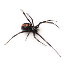 Many species of venomous spiders are black and red spiders. Pest Id Identify A Spider Steve S Pest Control Inc