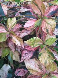 Image result for Acalypha volkensii